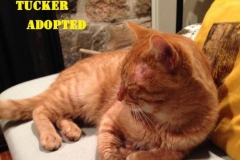 Tucker - Adopted - November 5, 2017