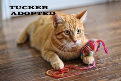 Tucker - Adopted on January 12, 2019