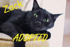 Zack - Adopted - October-15-2017