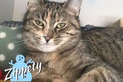 Zippety-Adopted-on-December-21-2019-with-Shandi