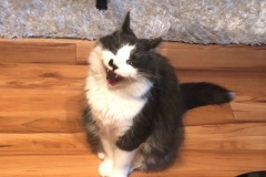 Nyxi-2019-02-08-1